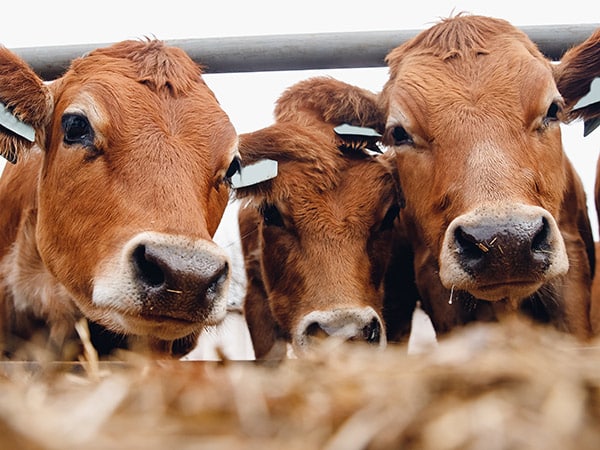 commercio-all-ingrosso-di-mangimi-e-integratori-per-animali